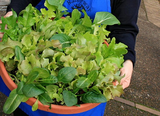 Grow Salad Bowls